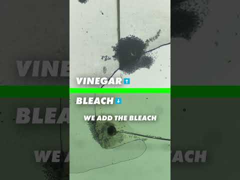 Vinegar vs Bleach - Experiment  #mould #mouldillness #blackmould #cleaninghacks #mouldremoval