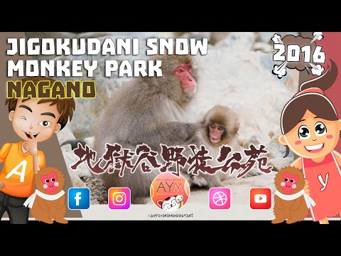 Macachi giapponesi 🙊 JIGOKUDANI SNOW MONKEY PARK 地獄谷野猿公苑 in Nagano Prefecture Parco di Nagano 長野県