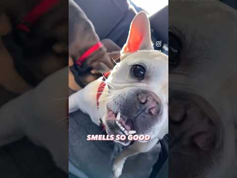 French Bulldog Puppy Sniffing Brother | Max and Bo #Shorts #Dog