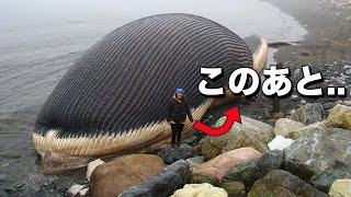 海辺で死んだクジラを見たら、絶対に近づいてはいけません...