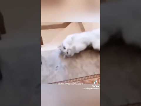 Credits to funnycats0ftiktok #notmine #youtubeshorts #funny #shortsviral #memes #catvideos #tiktok