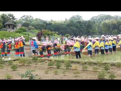 お田植え祭 @ 岡山後楽園.　2014年6月8日〔日〕