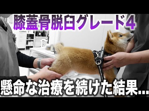 【手遅れ？】膝蓋骨脱臼グレード４の柴犬を1週間リハビリした結果...