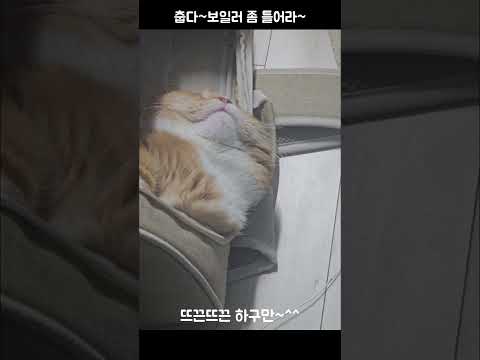 먼치킨고양이 눕방 영상~^^Munchkin cat lying down video^^  #먼치킨 #복도 #munchkin #hallway