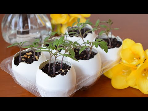 Growing Cherry Tomatoes from Seeds for Happiness