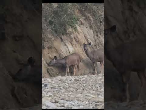 सांभर हिरण नमक खाते हुए । Sambar Deer Eating Salt In Rajaji National Park । Rajaji Tiger Reserve