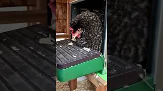 Broody Hen #funny #cute #petchickens #animal #gallinas #poules