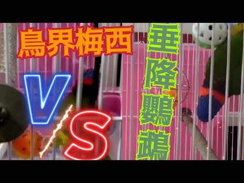 ［惡霸呆鳥日常#3］超瘋狂！垂降鸚鵡、鳥界梅西。#parrot #video