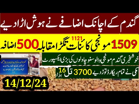 Wheat  support price 2025 گندم کے نئی سرکاری قیمت فائنلmunji kaynat 1121rate 2024/munji1509 new rate