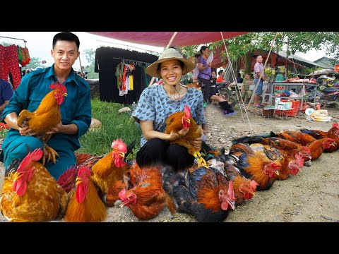 Harvesting Chicken (Rooster) Goes to market sell, Make Chinese chicken stew | Mai Nha Tranh