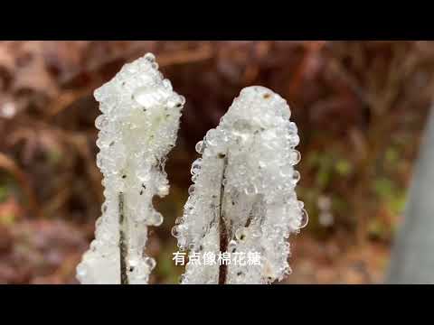 《美丽的云南》04、走乡串户转大山