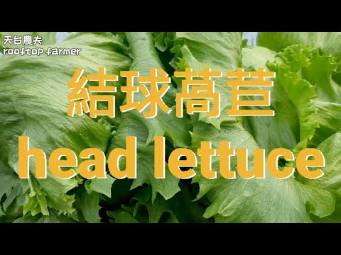 結球萵苣 head lettuce