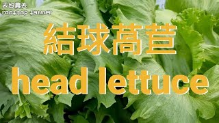 結球萵苣 head lettuce