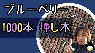 ★ブルーベリー挿し木 1000本やりました★