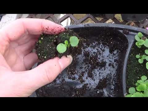 Pansy Seedling Transplanting, Free Growing Trays, Recycling And Frugal Gardening