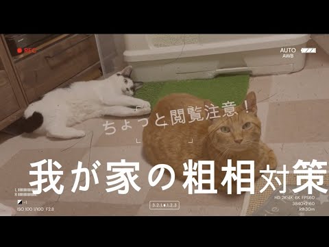 【ちょっと閲覧注意】我が家の粗相対策  ＃保護猫 ＃野良猫 ＃猫飼い初心者