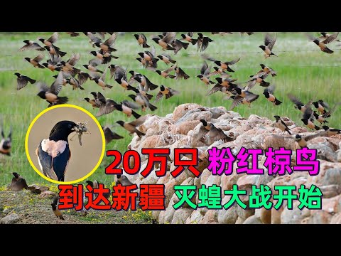 蝗虫天敌来了，20万只粉红椋鸟驰援新疆，灭蝗大战开始！#动物世界 #自然传奇 #大自然 #動物 #動物故事 #野生動物 #動物反殺 #万物有光