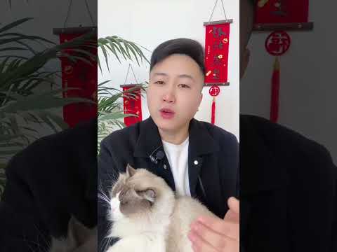 猫狗新年礼物，你准备了吗？养猫经验分享 新手养猫 科学养宠攻略 宠物金锁  养猫人