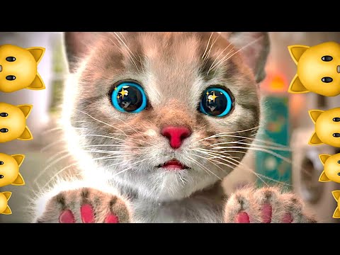 CUTE LITTLE KITTEN ADVENTURE  OF A LITTLE KITTY 😻 Cat Play Fun Pet Care VIDEO FOR PRESCHOOLERS #1170