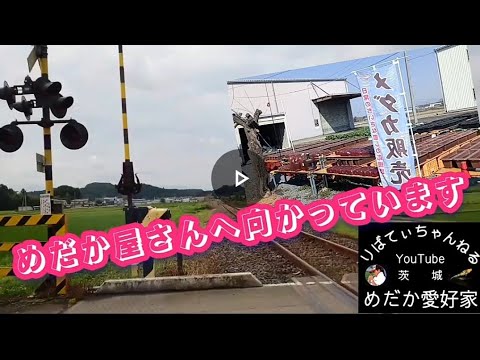 【第９弾】めだか屋さんへ向かっています！！茨城県下妻市  白虎めだかさん #メダカ #めだか #メダカ屋 #改良メダカ #茨城メダカ #メダカ販売 #猫