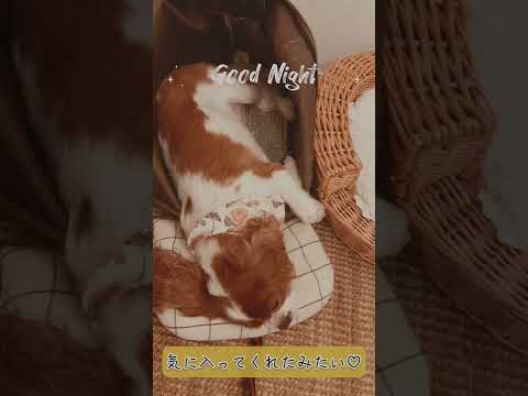 🐶👩🏻‍🦰キャリーバッグから抜け出せない愛犬【キャバリア】 #shorts