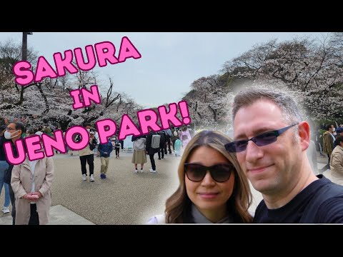 Cherry Blossoms in Tokyo! Japan Travel Vlog