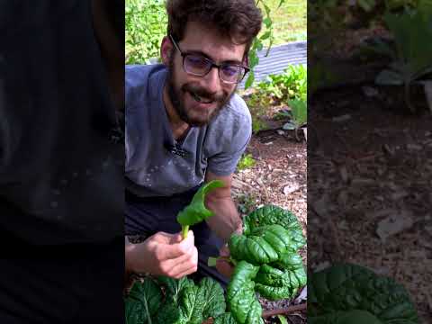 Heirloom Spinach that Absolutely Loves The Heat