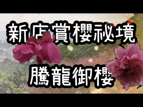 Taiwan Cherry Blossom Viewing Location  - Tenglong Sakura