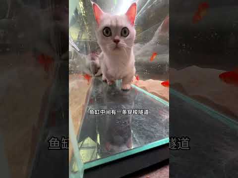 猫咪非常喜欢这台鱼缸，要是能放到猫咖就好啦！