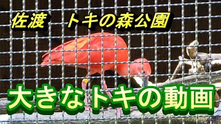 新潟佐渡　トキの森公園　大きなトキの動画　#トキ　#佐渡　#ひげジジイの日本旅　######