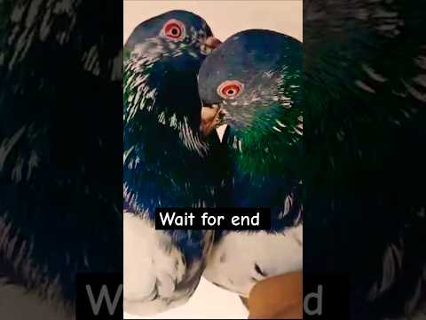 Kamagar kabootar #pigeon #shortvideo #shorts #viralvideo