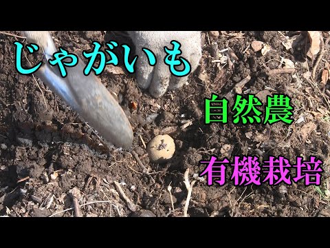 【自然農vs有機栽培】じゃがいもの植付け