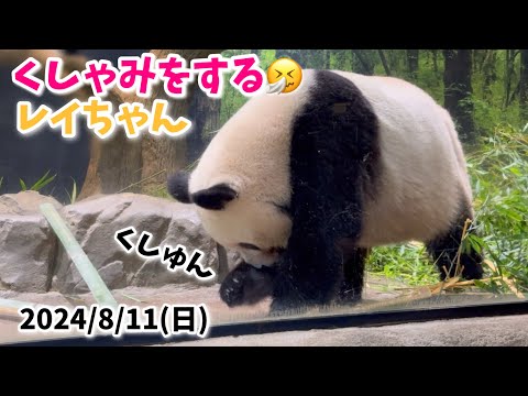 【くしゃみをするレイちゃん🤧とコケるシャオくん🐼】〜2024/8/11(日)上野動物園〜