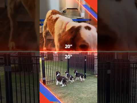 Dog Showdown: Brittany Spaniel vs. English Springer Spaniel 🐶🥰🐶 #doglover #dogshorts #shorts