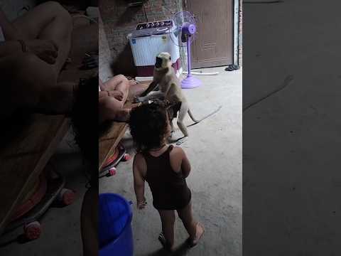 जय हनुमान जी!लड्डू चना खिलाओ हरि का गुण गाओ #monkey #funny #viral #cute #ram