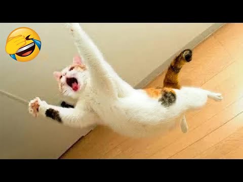 Funniest Animals 2023 - Funny Cats and Dogs - Funny Animal Videos #28