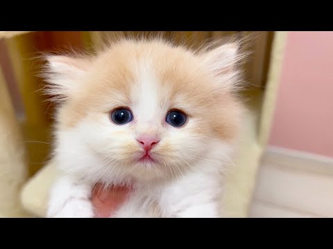 【マンチカンの子猫】ドンくさっ子が可愛いのが子猫の世界観な件 ～猫のいる生活Vol.1031～出産動画 マンチカン短足・ミヌエット・ペルシャ猫専門ブリーダー『ペット蔵人』【子猫の成長記録】