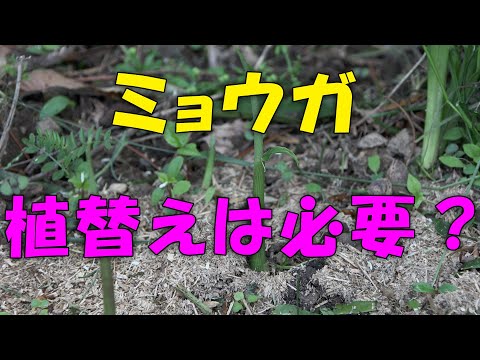 【ミョウガ】みょうがの植替え