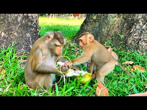 Activities clips..// Cute Tiny Monkey LEO tries to grab a coconut from Mom Libby.