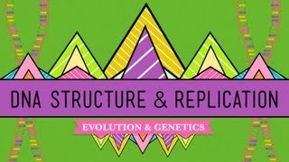 DNA Structure and Replication: Crash Course Biology #10