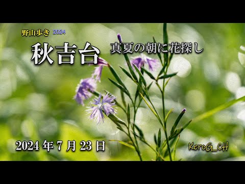 【秋吉台－真夏の朝に花探し－】野山歩き2024