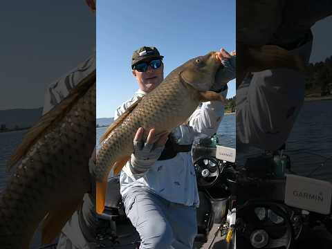 Giant carp on light line #fishing #carp #castaiclake #reels #fishingreels #carpangler