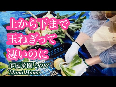 【家庭菜園主婦】玉ねぎの収穫｜葉っぱの美味しい食べ方♫