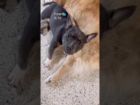 Let’s see what puppies know how to speak at dog daycare! #puppies #puppy #puppylife