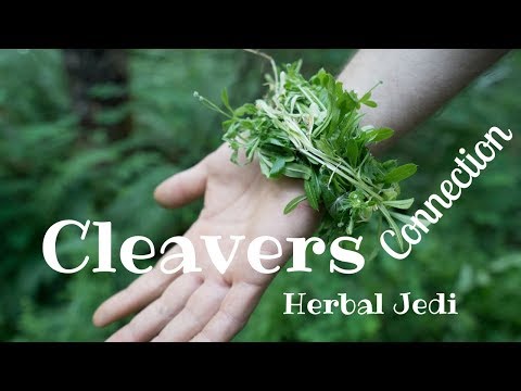 Cleavers Connection