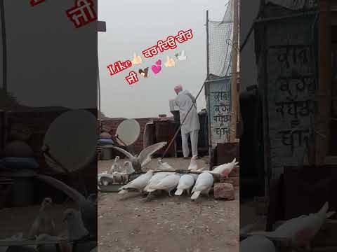 #pigeons#kabutarstatus#kabutarbazi#shorts#shortvideo#pigeonlover#youtube#pigeonbird#kabutar