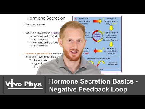 Hormone Release - Negative Feedback Loop