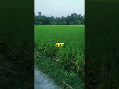 গ্রাম (village)😍😍..#sundarban#badaban#nature#paddyfield#shorts#youtubeshorts#youtubeshort