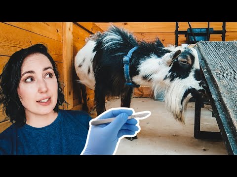 We had to castrate our BEAUTIFUL goat! (buck wethering)