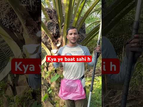 Kya ye baat sahi hai #malaysia #india #viralshort #shorts #ytshortsvideo #foryou #harvesting